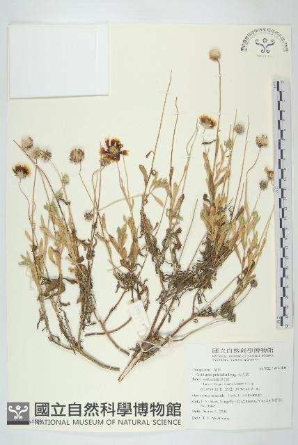 天人菊藏品圖，第1張