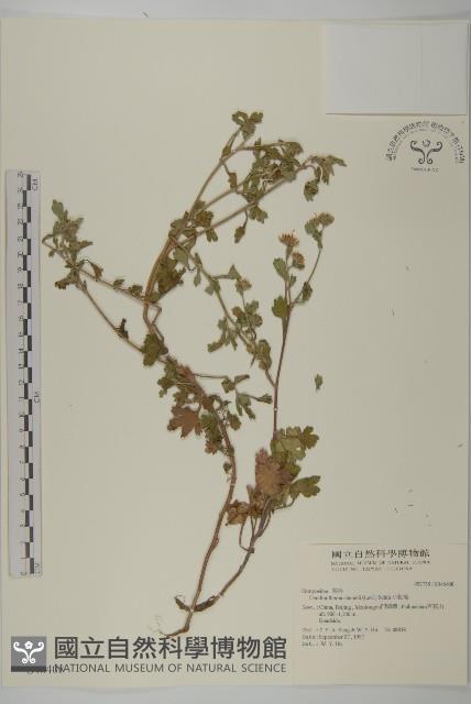 小紅菊藏品圖，第1張