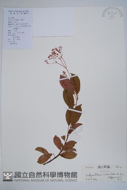 酸藤藏品圖，第1張