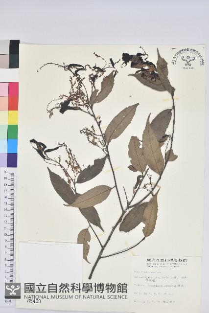 單刺儲藏品圖，第1張