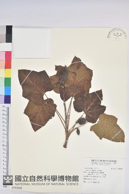 麻瘋樹藏品圖，第1張