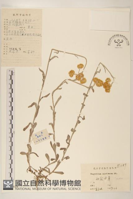 秋鼠麴草藏品圖，第1張