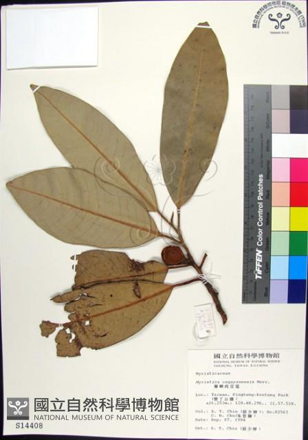 蘭嶼肉豆蔻藏品圖，第1張