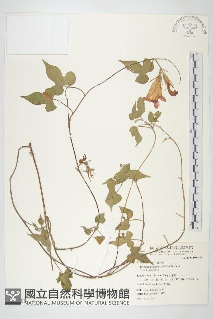 銳葉牽牛藏品圖，第1張