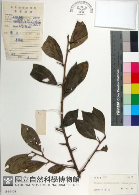 柘樹藏品圖，第1張