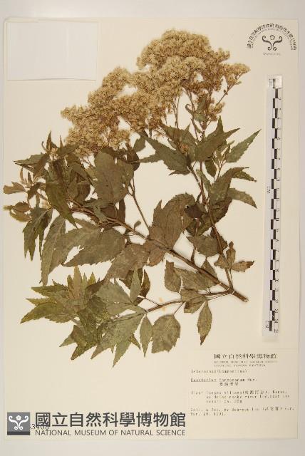 Formosan eupatorium Collection Image, Figure 1, Total 2 Figures