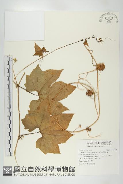 雙輪瓜藏品圖，第1張