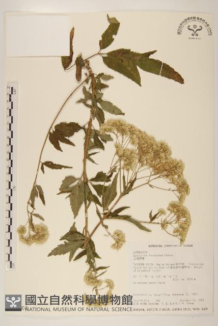 Formosan eupatorium Collection Image, Figure 1, Total 2 Figures