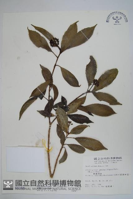 臺灣樹參藏品圖，第1張