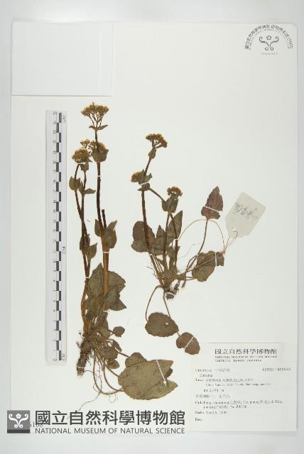 登錄號:S136108藏品圖，第1張