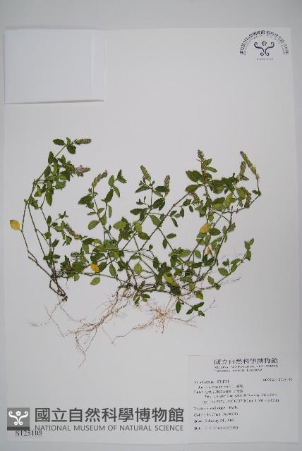 爵床藏品圖，第1張