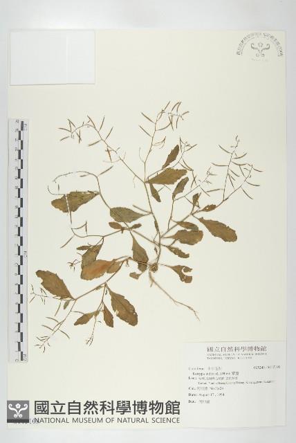 葶藶藏品圖，第1張