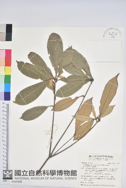 嶺南青剛櫟、嶺南椆藏品圖，第1張