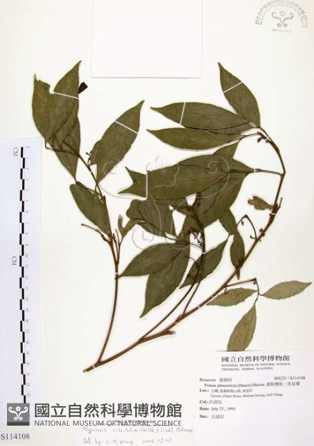 石苓舅藏品圖，第1張