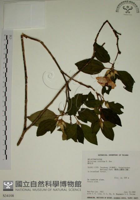 野牡丹藏品圖，第1張