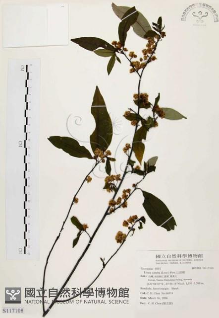 山胡椒藏品圖，第1張