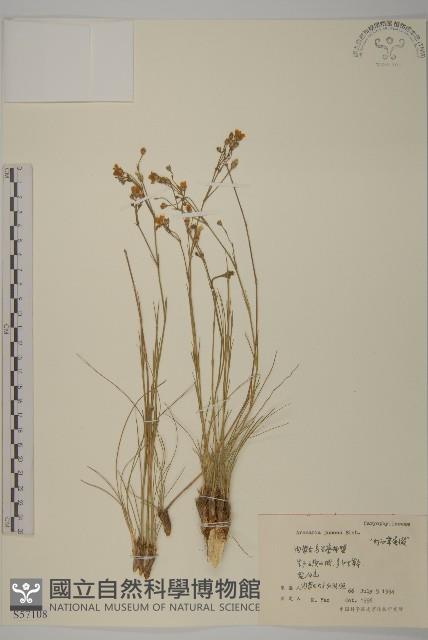 燈心草蚤綴藏品圖，第1張