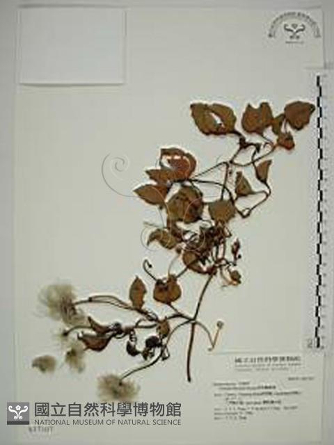 屏東鐵線蓮藏品圖，第1張