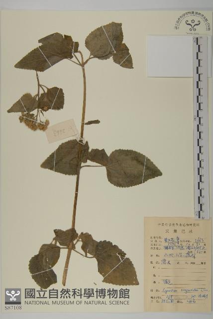 霍香薊藏品圖，第1張