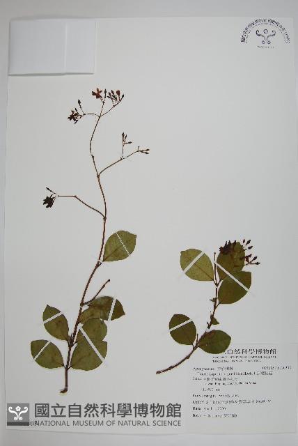 細梗絡石藏品圖，第1張