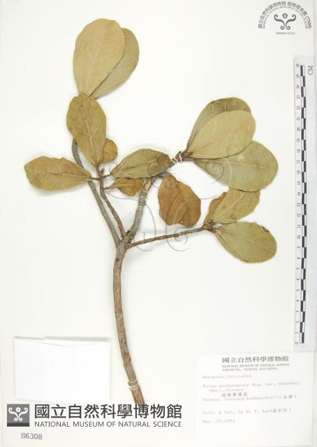 鵝鑾鼻蔓榕藏品圖，第1張