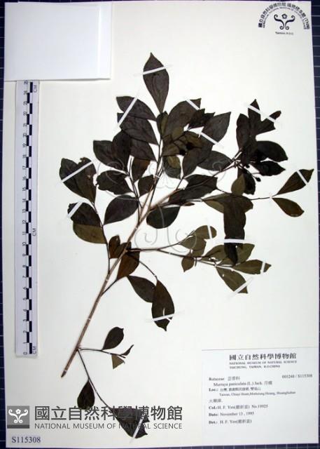 月橘藏品圖，第1張