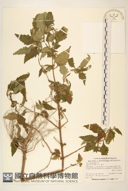 豨薟藏品圖，第1張