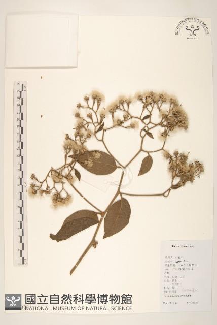 茄葉斑鳩菊藏品圖，第1張