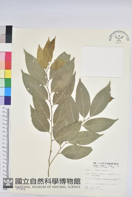 南仁鐵色藏品圖，第1張