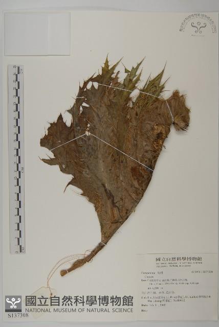 登錄號:S137308藏品圖，第1張