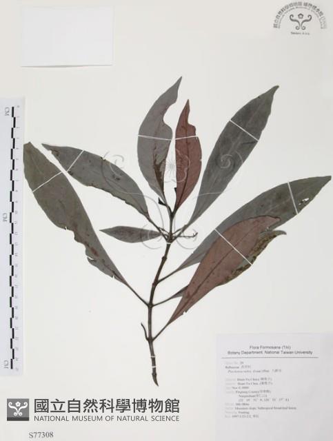 九節木、牛屎烏、青龍吐霧藏品圖，第1張