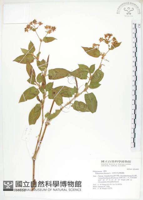 火炭母草、清飯藤藏品圖，第1張