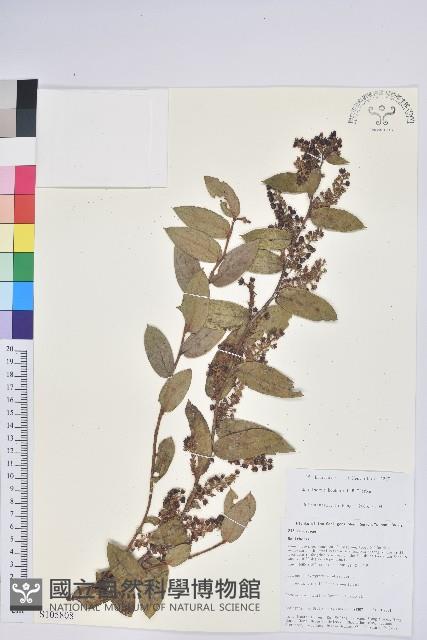 紅粉白珠藏品圖，第1張