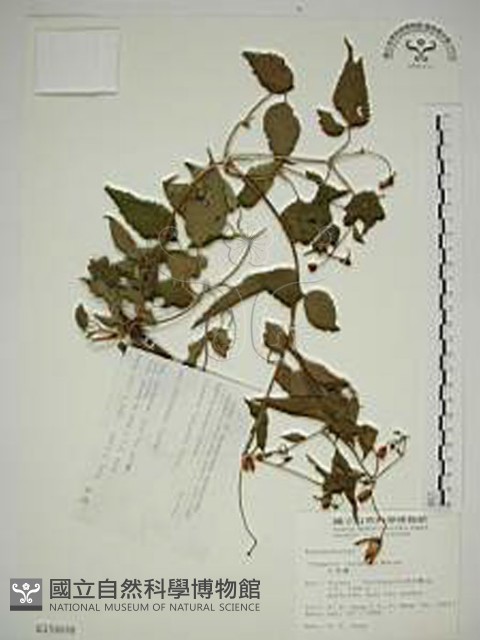 小木通藏品圖，第1張