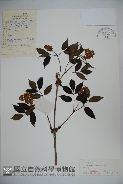 朝鮮接骨木藏品圖，第1張