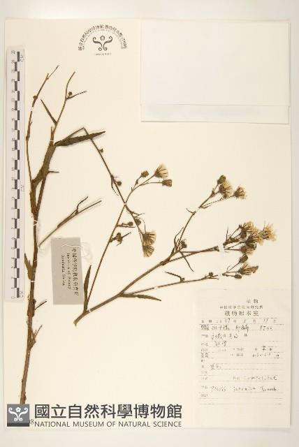 毛蓮菜藏品圖，第1張