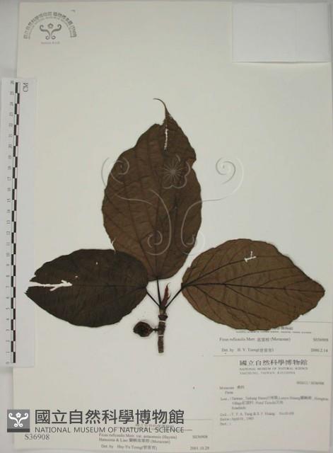 蘭嶼落葉榕藏品圖，第1張