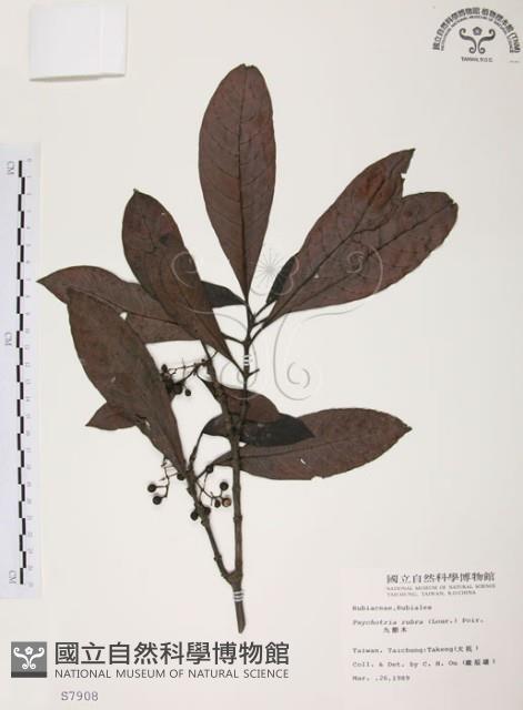 九節木、牛屎烏、青龍吐霧藏品圖，第1張