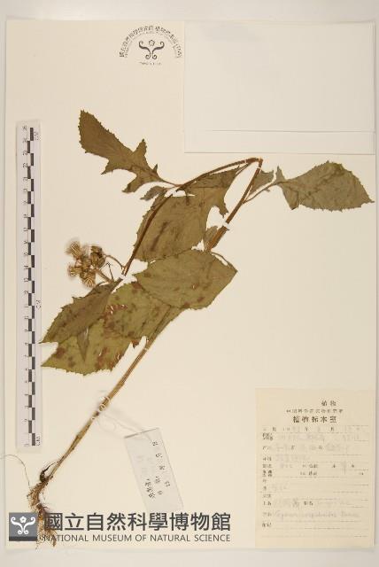 野茼蒿藏品圖，第1張