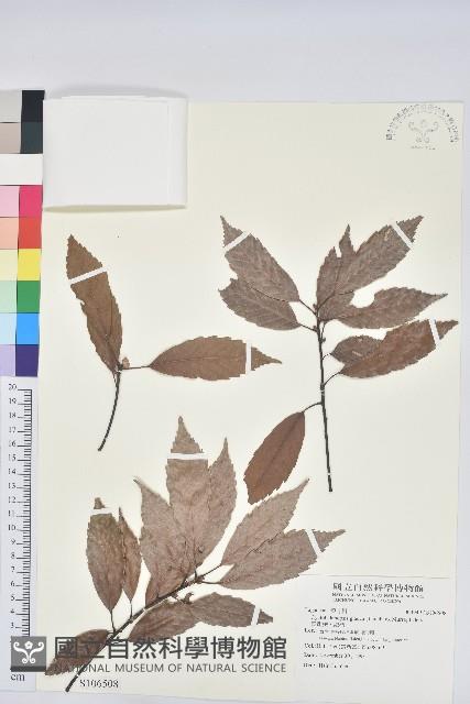 青剛櫟、鐵椆藏品圖，第1張