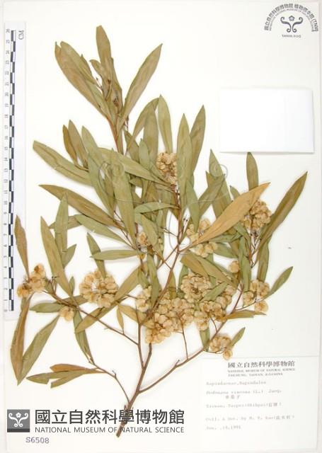 車桑子藏品圖，第1張