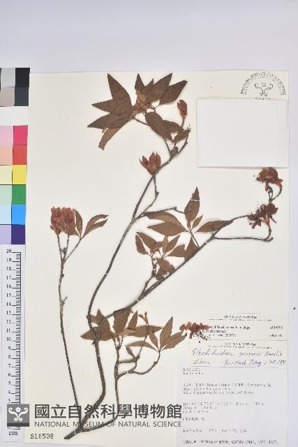 棲蘭山杜鵑藏品圖，第1張