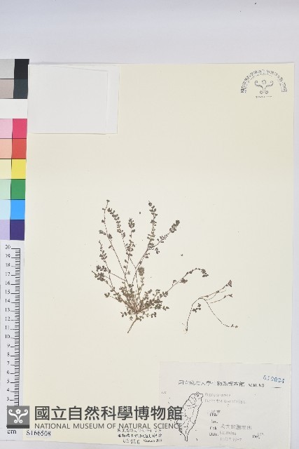 千根草藏品圖，第1張