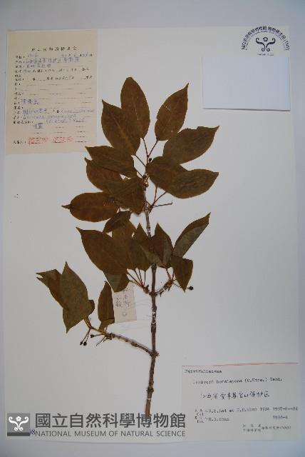 倒卵葉忍冬藏品圖，第1張