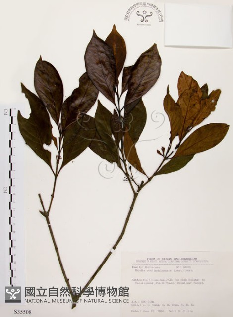 茜草樹藏品圖，第1張