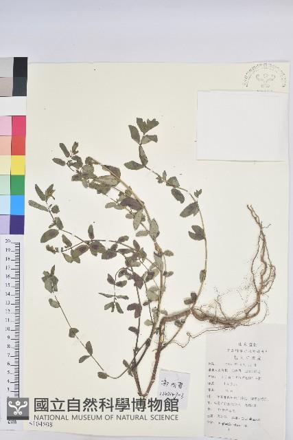 通奶草藏品圖，第1張