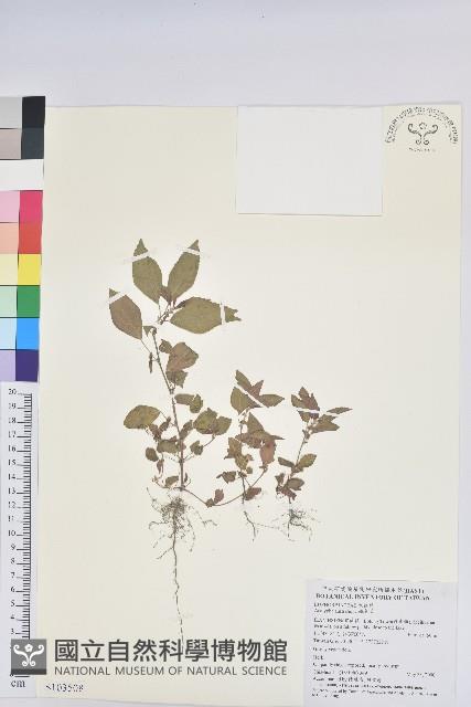 鐵莧菜藏品圖，第1張