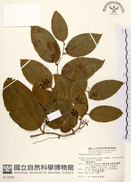 糙莖菝契藏品圖，第1張