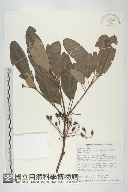 耿氏虎皮楠藏品圖，第1張