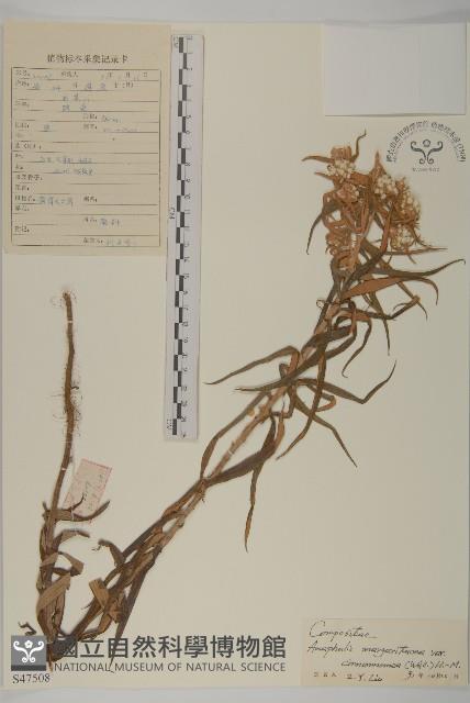 黃褐珠光香青藏品圖，第1張